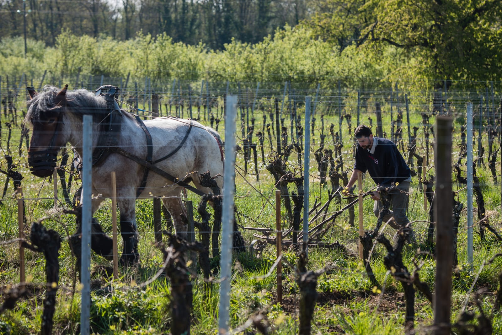 Vignes à Ergersheim