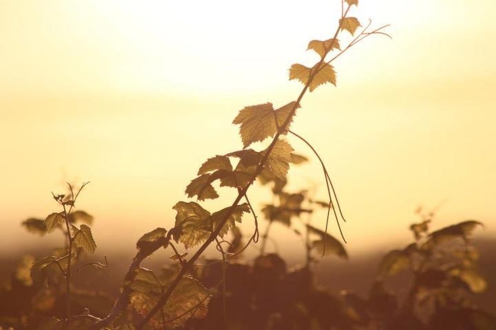 Coucher de soleil sur le vignoble