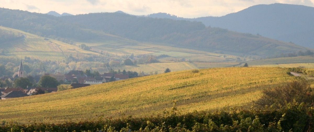 Le vignoble Brand & Fils