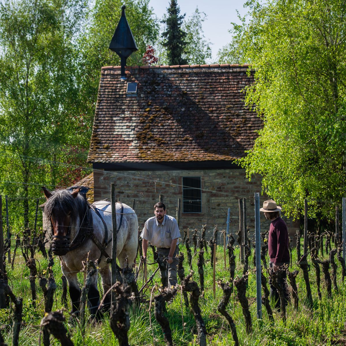 Labour au cheval dans les vignes